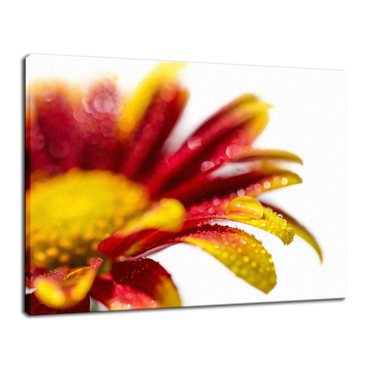Water Droplets On Mum Petals Nature / Floral Photo Fine Art Canvas Wall Art Prints  - PIPAFINEART