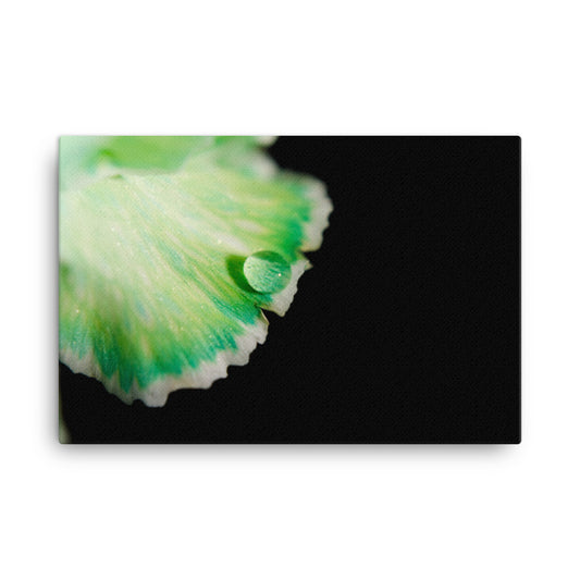 Water Droplet on Carnation Petal Floral Botanical Nature Photo Canvas Wall Art Prints