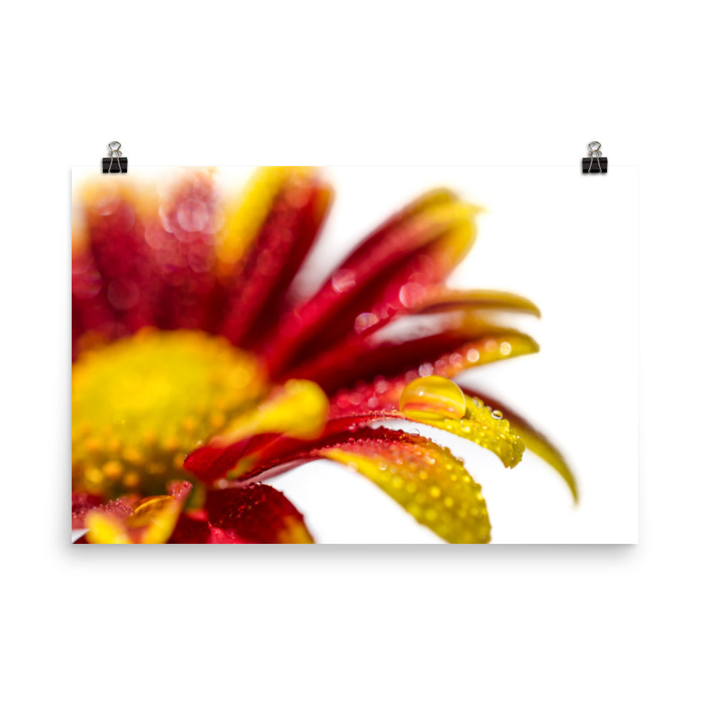 Water Droplets On Mum Petals Floral Nature Photo Loose Unframed Wall Art Prints - PIPAFINEART