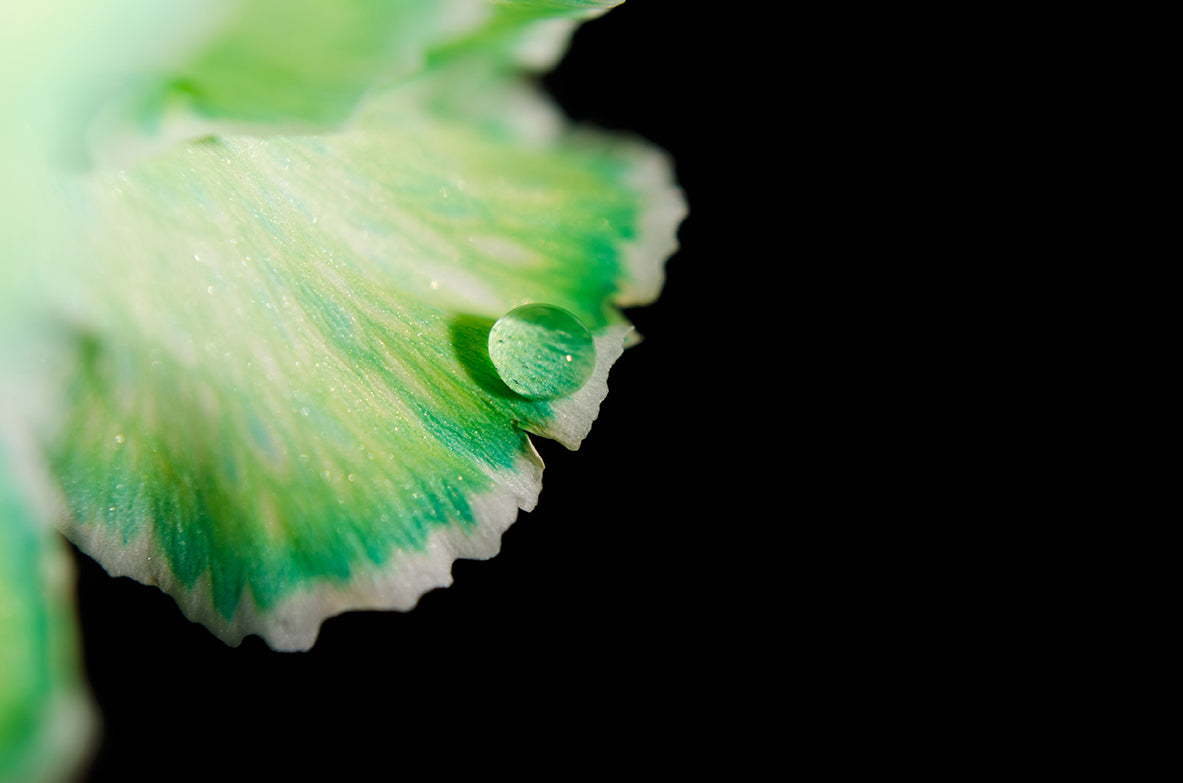 Water Droplet on Carnation Petal Nature / Floral Photo Fine Art Canvas Wall Art Prints  - PIPAFINEART