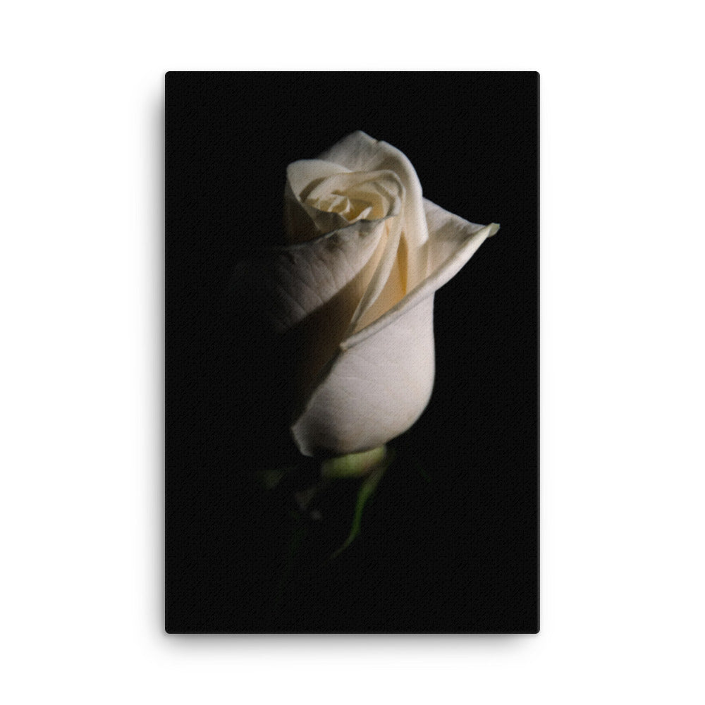 White Rose Low Key Floral Nature Canvas Wall Art Prints