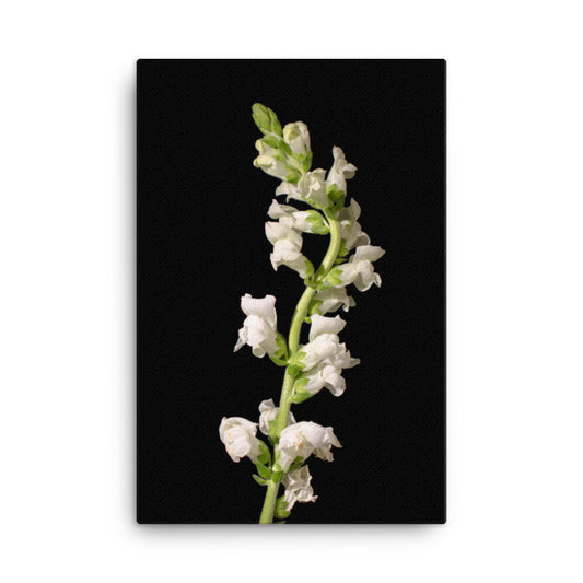 White Snapdragons Floral Botanical Nature Photo Canvas Wall Art Prints