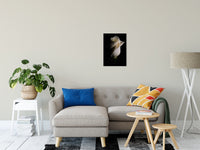 White Rose Low Key Nature / Floral Photo Fine Art Canvas Wall Art Prints 16" x 20" - PIPAFINEART