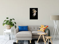 White Rose Low Key Nature / Floral Photo Fine Art Canvas Wall Art Prints 20" x 24" - PIPAFINEART