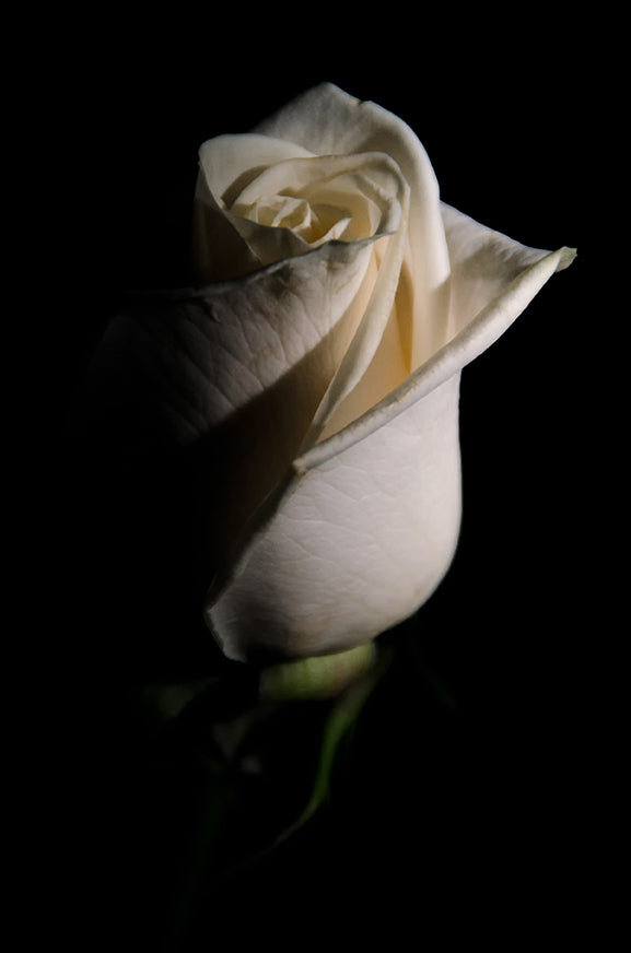 White Rose Low Key Floral Nature Photo DIY Wall Decor Instant Download Print - Printable  - PIPAFINEART