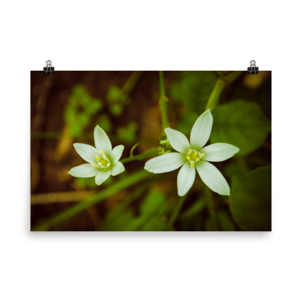 Wild Beauty Floral Nature Photo Loose Unframed Wall Art Prints - PIPAFINEART