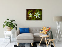 Wild Beauty Nature / Floral Photo Fine Art Canvas Wall Art Prints 24" x 36" - PIPAFINEART