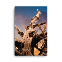 Wilted Cypress Tree and Sunrise Nature Photo Canvas Wall Art Prints