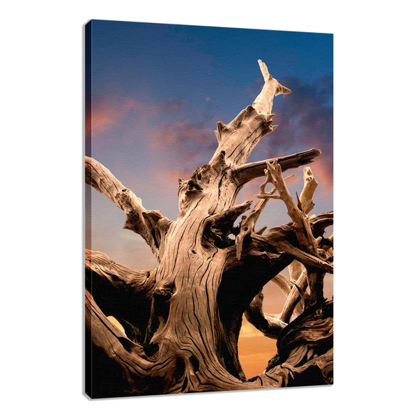 Beach Inspired Wall Art: Wilted Cypress Tree and Sunrise Nature Photo Fine Art Canvas Wall Art Print