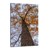Wind in the Trees Botanical / Nature Photo Fine Art Canvas Wall Art Prints  - PIPAFINEART