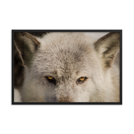 Wolf Eyes Animal / Wildlife Photograph Framed Wall Art Prints