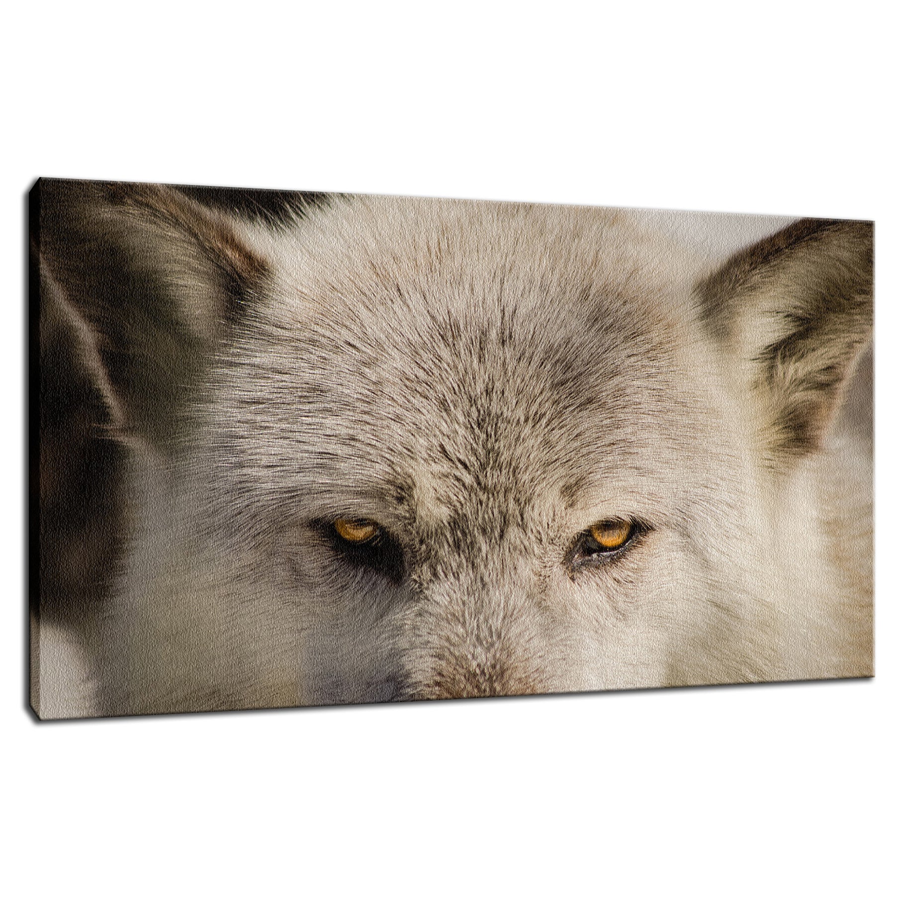 Wolf Eyes Animal / Wildlife Photograph Fine Art Canvas & Unframed Wall Art Prints  - PIPAFINEART