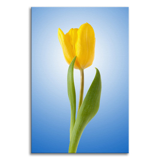 Yellow Tulip Minimal Floral Botanical Nature Photo Canvas Wall Art Print