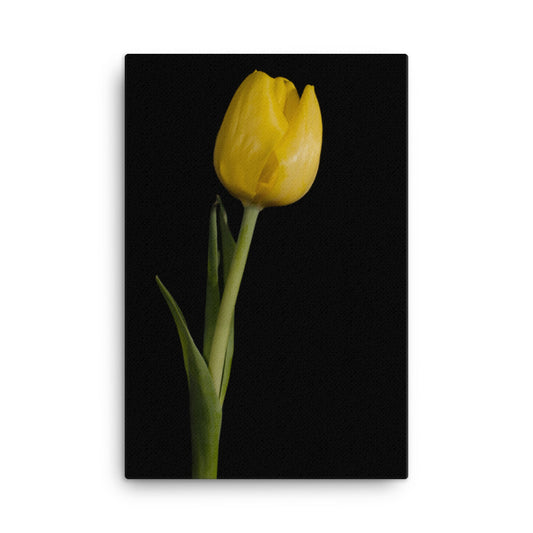 Yellow Tulip on Black Background 5 Floral Botanical Nature Photo Canvas Wall Art Prints