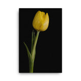 Yellow Tulip on Black Background 5 Floral Nature Canvas Wall Art Prints
