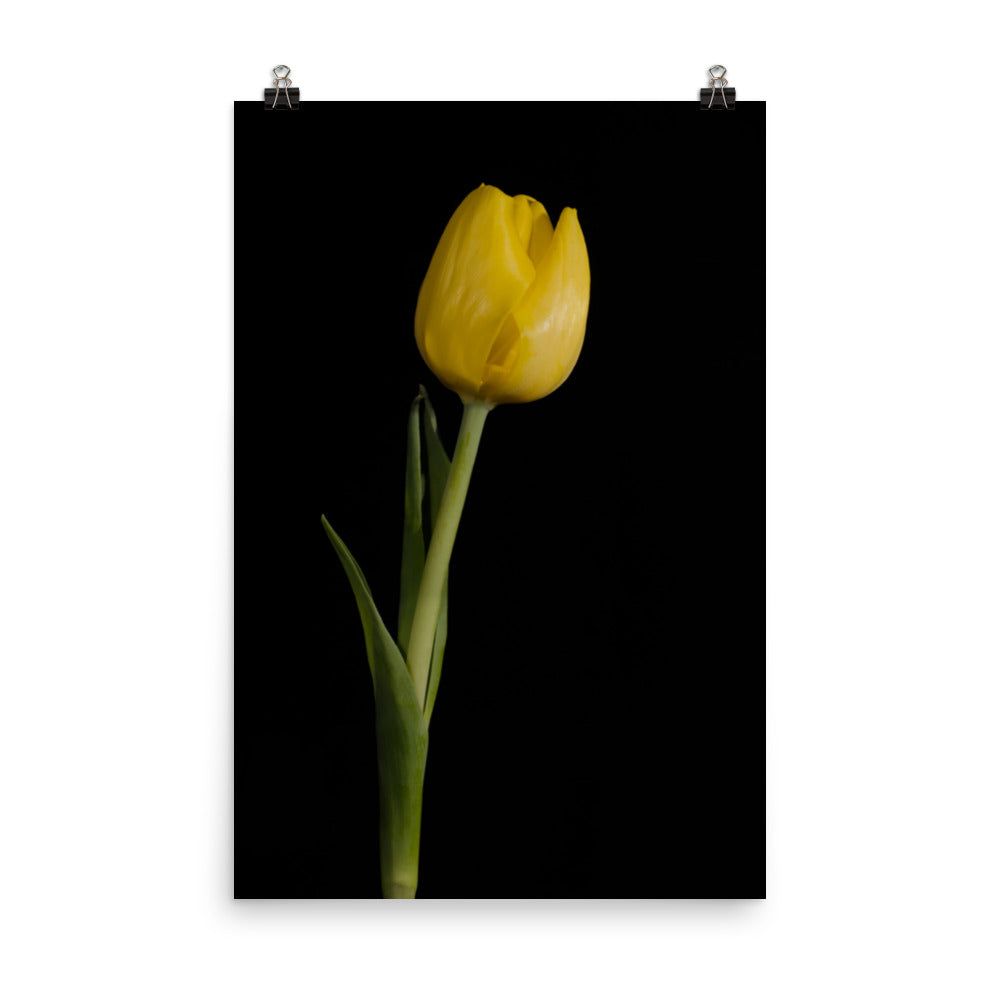 Yellow Tulip on Black Background 5 Floral Nature Photo Loose Unframed Wall Art Prints - PIPAFINEART