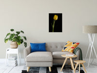 Yellow Tulip on Black Background 5 Nature / Floral Photo Fine Art Canvas Wall Art Prints 20" x 24" - PIPAFINEART