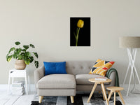 Yellow Tulip on Black Background 5 Nature / Floral Photo Fine Art Canvas Wall Art Prints 20" x 30" - PIPAFINEART