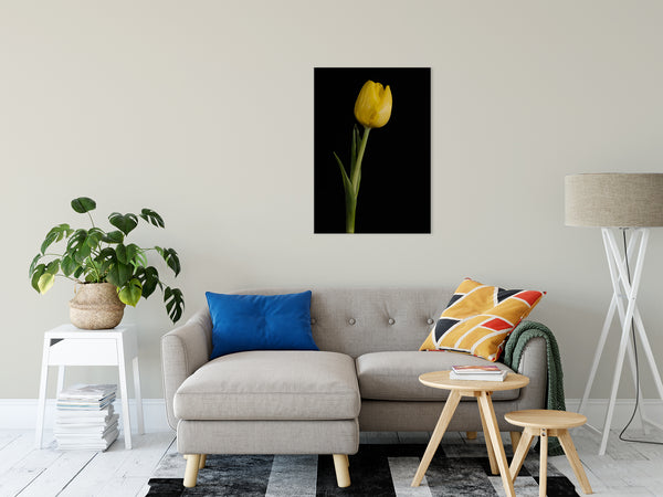 Yellow Tulip on Black Background 5 Nature / Floral Photo Fine Art Canvas Wall Art Prints 24" x 36" - PIPAFINEART