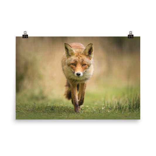 Young Female Red Fox In Forest Rustic Farmhouse Style Animal Wildlife Nature Photograph Loose Wall Art Print
