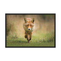 Young Female Red Fox In Forest Animal Wildlife Nature Photograph Framed Wall Art Prints