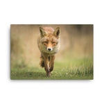 Young Female Red Fox In Forest Animal Wildlife Nature Photograph Canvas Wall Art Prints