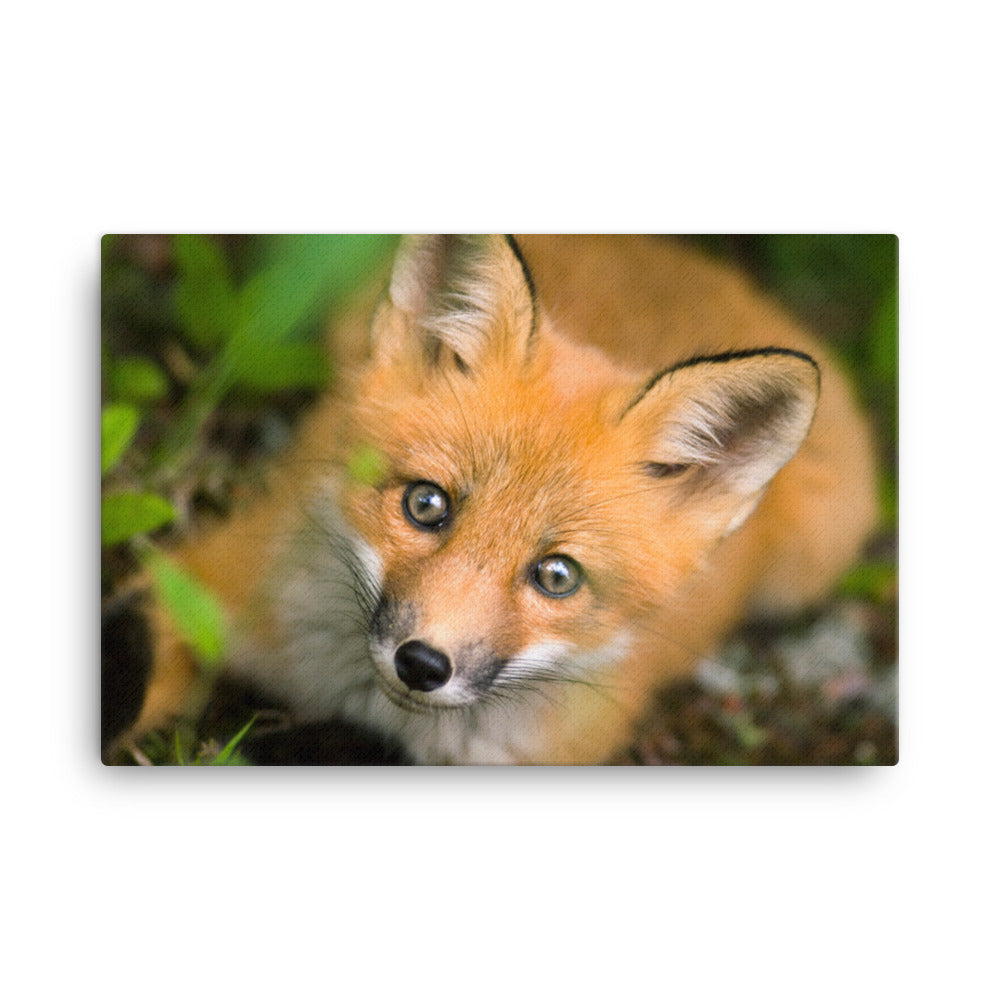 Young Red Fox Face Animal Wildlife Nature Photograph Canvas Wall Art Prints
