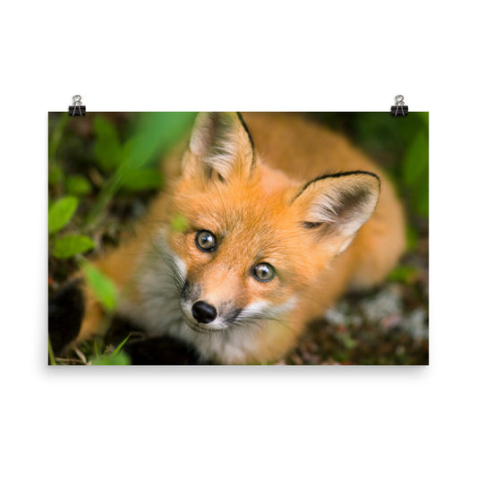 Young Red Fox Face Animal Wildlife Rustic Farmhouse Style Nature Photograph Loose Wall Art Print
