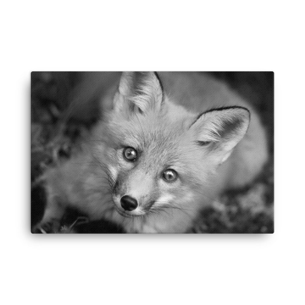 Young Red Fox Face Black and White Animal Wildlife Nature Photograph Canvas Wall Art Prints