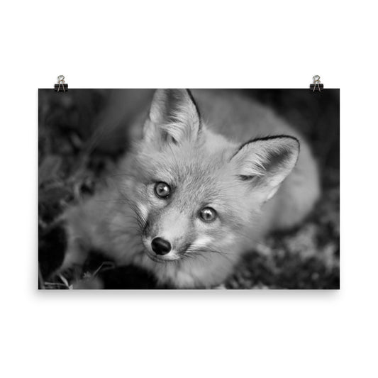 Young Red Fox Face Black and White Animal Wildlife Rustic Farmhouse Style Nature Photograph Loose Wall Art Print