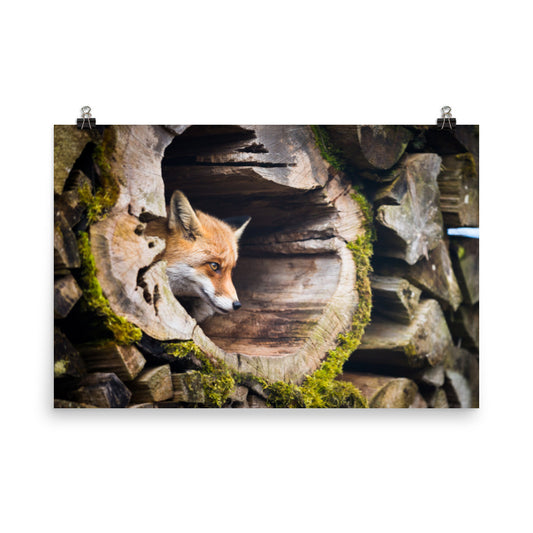Young Red Fox Face In Mossy Stump Animal Wildlife Rustic Farmhouse Style Nature Photograph Loose Wall Art Print