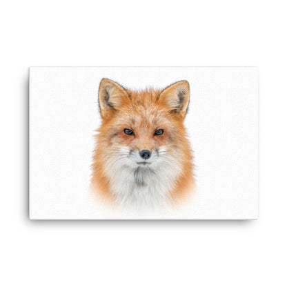 Young Red Fox Face On White Animal Wildlife Nature Canvas Wall Art Prints