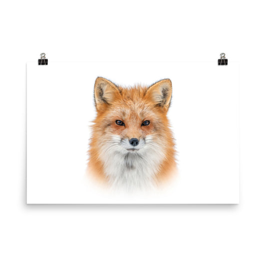Young Red Fox Face on White Minimal Animal Wildlife Nature Photograph Loose Wall Art Print
