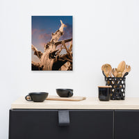 Wall Art Coastal Theme: Wilted Cypress Tree and Sunrise Nature Photo Canvas Wall Art Prints