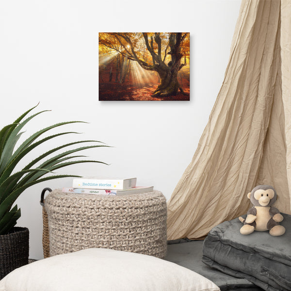 Old Magical Tree in Forest with Glory Rays Landscape Photo Canvas Wall Art Prints