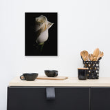 White Rose Low Key Floral Nature Canvas Wall Art Prints