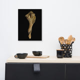 States of Erosion Image 3 Whelk Shell Coastal Nature Canvas Wall Art Prints