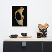 States of Erosion Image 2 Whelk Shell Coastal Nature Canvas Wall Art Prints