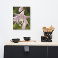Softened Hosta Bloom Floral Nature Canvas Wall Art Prints
