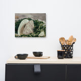 Seaweed and Shells Coastal Nature Canvas Wall Art Prints