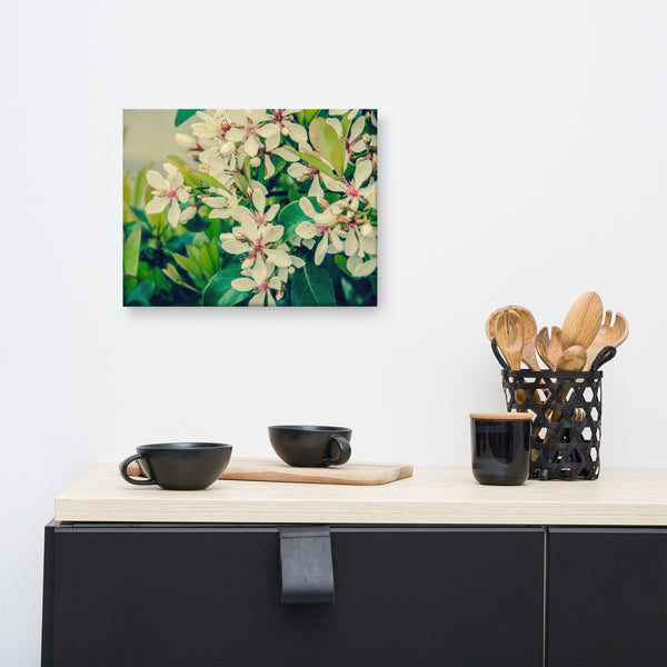 Indian Hawthorn Shrub in Bloom Colorized Floral Nature Canvas Wall Art Prints