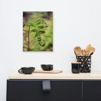 Growth of the Forest Floor Botanical Nature Canvas Wall Art Prints