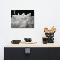 Delicate Rose Black and White Floral Nature Canvas Wall Art Prints