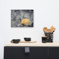 Black Sands and Seashell on the Shore Coastal Nature Canvas Wall Art Prints