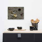 Fiddler Crab Animal / Wildlife Photograph Canvas Wall Art Prints