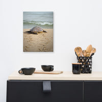 Baby Loggerhead Sea Turtle Heading Towards The Ocean Photograph Canvas Wall Art Prints