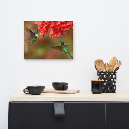 Hummingbirds with Reddish-Orange Flowers Animal Wildlife Floral Photograph Canvas Wall Art Prints