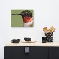 Close-up Ruby-throated Hummingbird Animal Wildlife Photograph Canvas Wall Art Prints