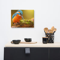 Kingfisher Bird on Perch 2 Animal Wildlife Photo Canvas Wall Art Prints