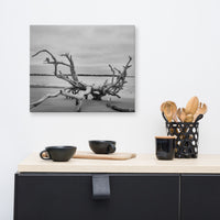 Vintage Beach Wall Art: Driftwood on Boneyard Beach Florida 3 Black and White Rustic Coastal Landscape Photo Canvas Wall Art Print